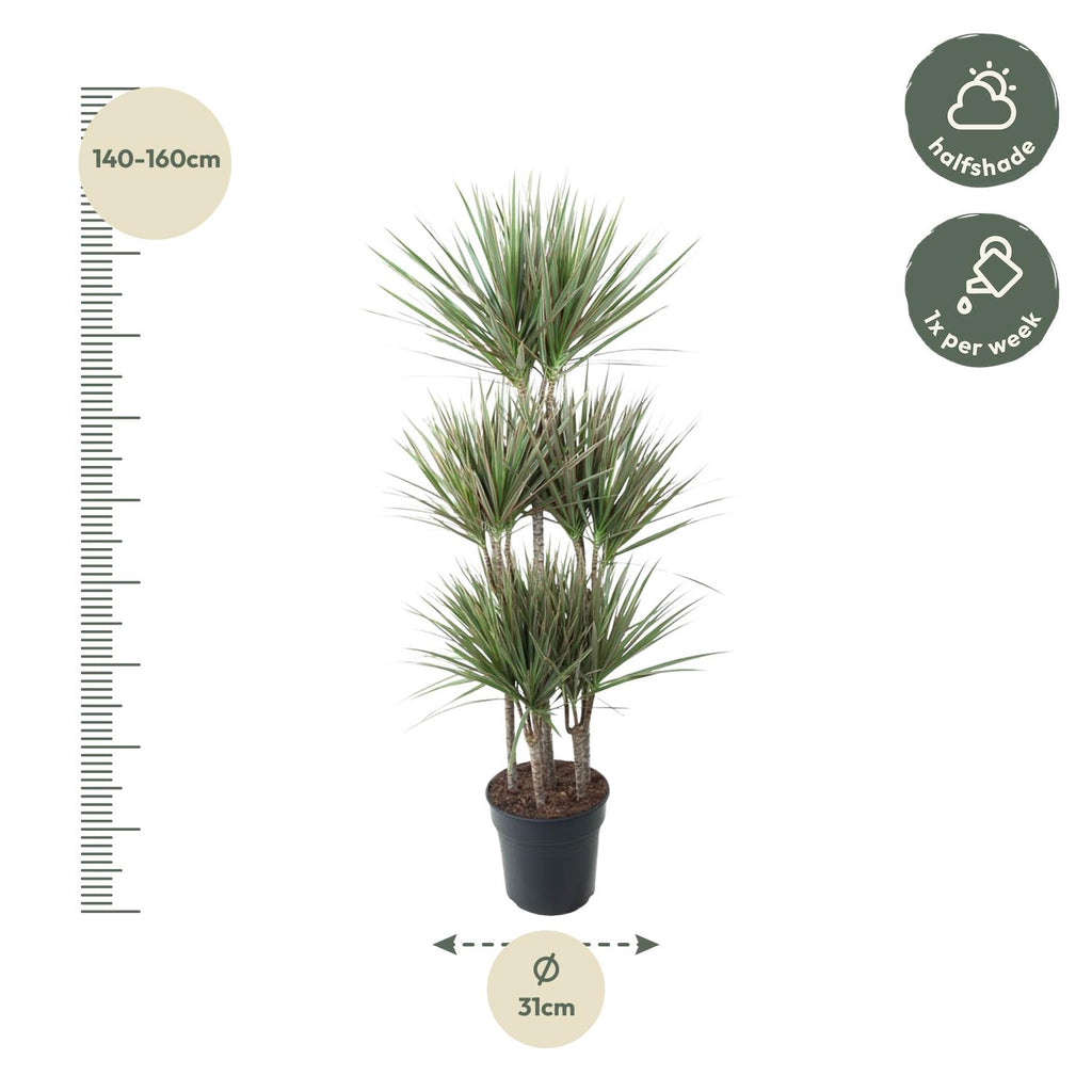 Dracaena Bicolor Carrousel (drakenboom) – Ø31 cm, 150 cm hoog
