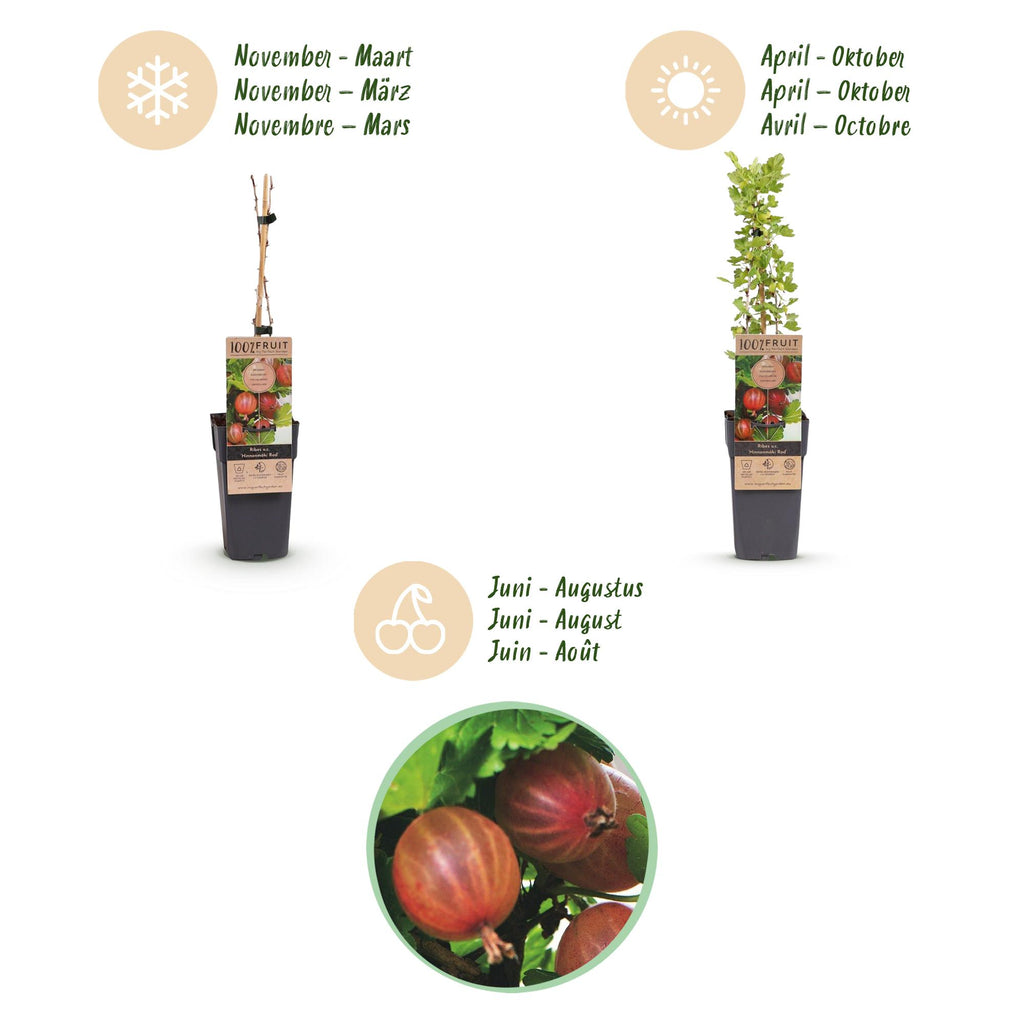 Ribes uva-crispa 'Hinnonmäki Röd' (Stachelbeere) – 2 Pflanzen, Ø15 cm, 50 cm hoch – Bild 4