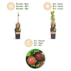 Ribes uva-crispa 'Hinnonmäki Röd' (Stachelbeere) – 2 Pflanzen, Ø15 cm, 50 cm hoch