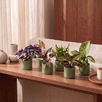 6× overraskelsesæske med stueplanter inkl. Linnea Olive – Ø6 cm, 5–15 cm høj