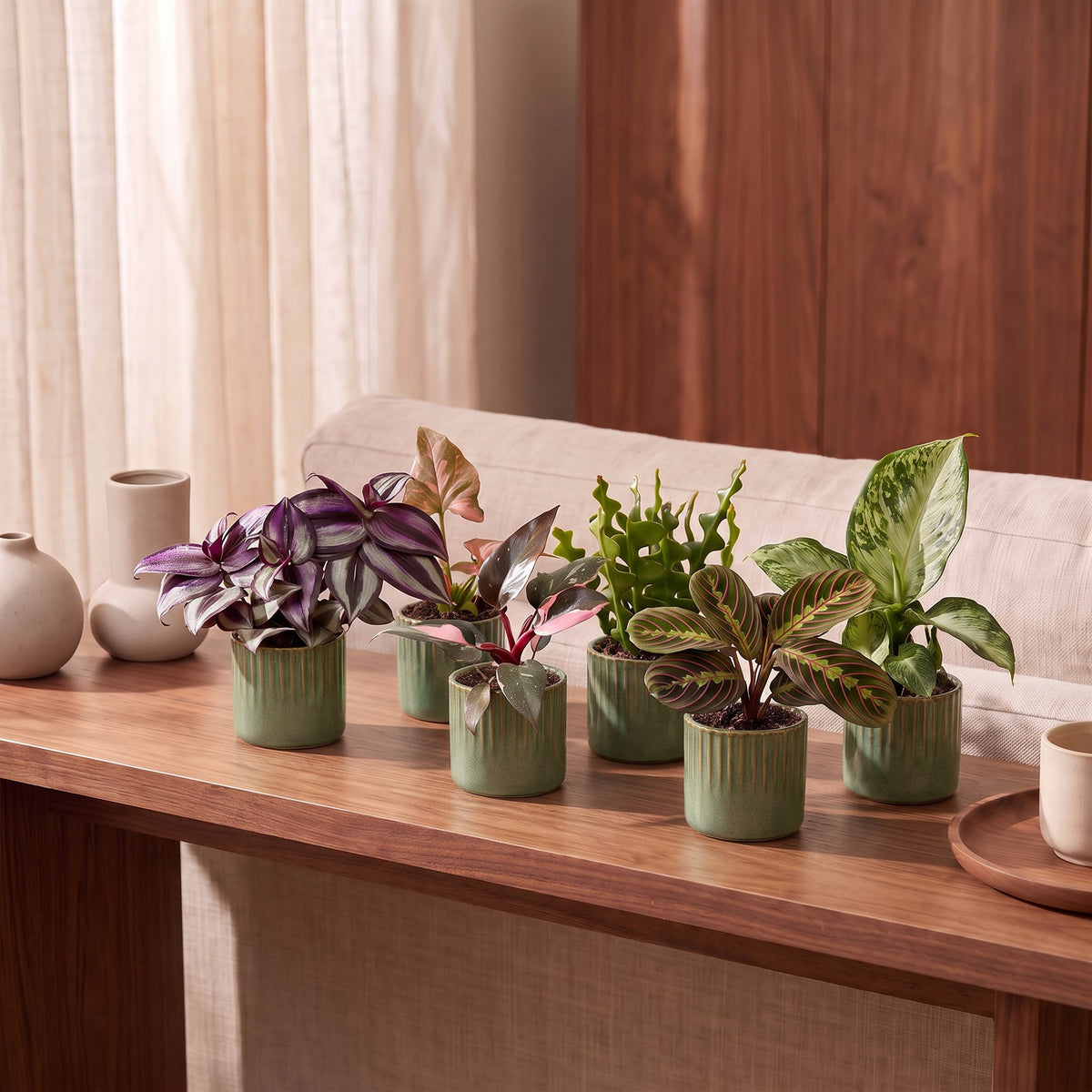 6× overraskelsesæske med stueplanter inkl. Linnea Olive – Ø6 cm, 5–15 cm høj