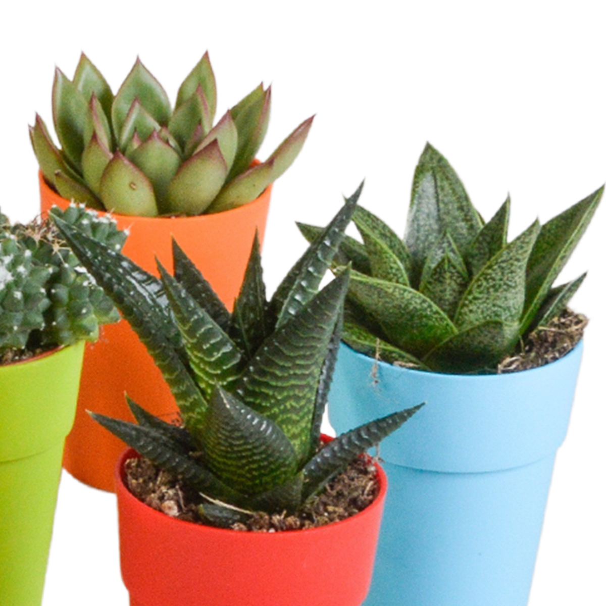 15× Mélange de cactus et plantes grasses (Cactaceae) – Ø6 cm, 13 cm de haut – pot en plastique coloré – photo 11
