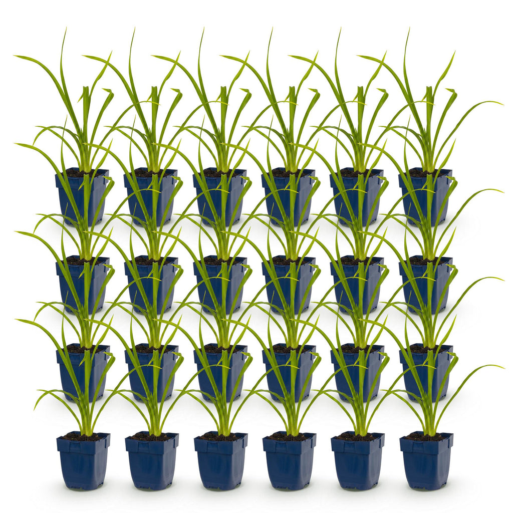 Hemerocallis 'Summer Wine' (hémérocalis) – violet – 24 plants, Ø11 cm, 15–25 cm de haut – photo 2