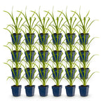 Hemerocallis 'Summer Wine' (hémérocalis) – violet – 24 plants, Ø11 cm, 15–25 cm de haut