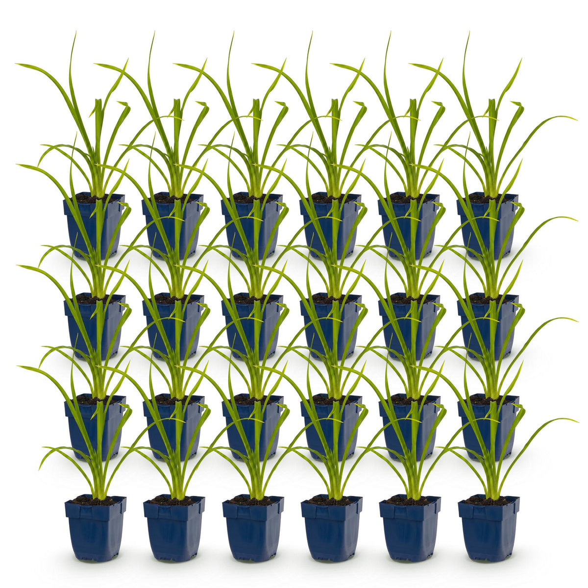 Hemerocallis 'Summer Wine' (daglelie) – paars – 24 planten, Ø11 cm, 15–25 cm hoog