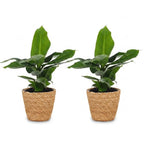 2× Musa Oriental Dwarf (Bananenpflanze) im Seegras-Korb – Ø 12 cm, 30 cm hoch