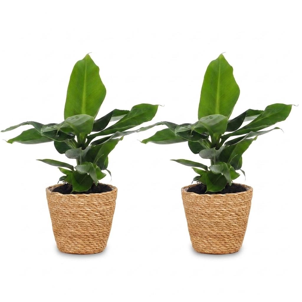 2× Musa Oriental Dwarf (Bananenpflanze) im Seegras-Korb – Ø 12 cm, 30 cm hoch