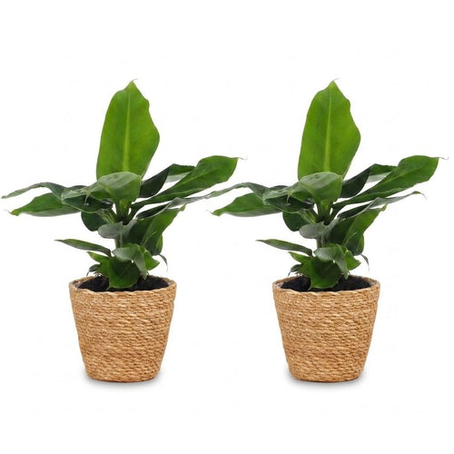 2× Musa Oriental Dwarf (bananenplant) met zeegras mand – Ø12 cm, 30 cm hoog