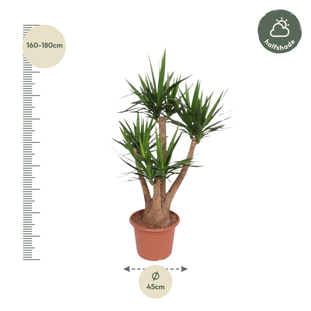 Yucca elephantipes verzweigt – Ø 45 cm, 170 cm hoch