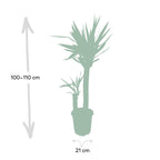 Yucca elephantipes – Ø21 cm, 100 cm høj – art. 3021