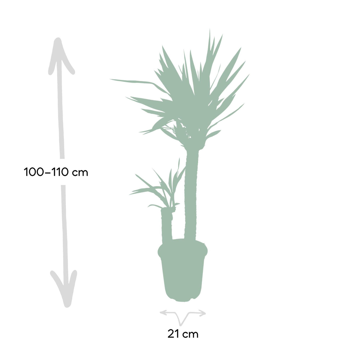 Yucca elephantipes – Ø21 cm, 100 cm hoog – art. 3021