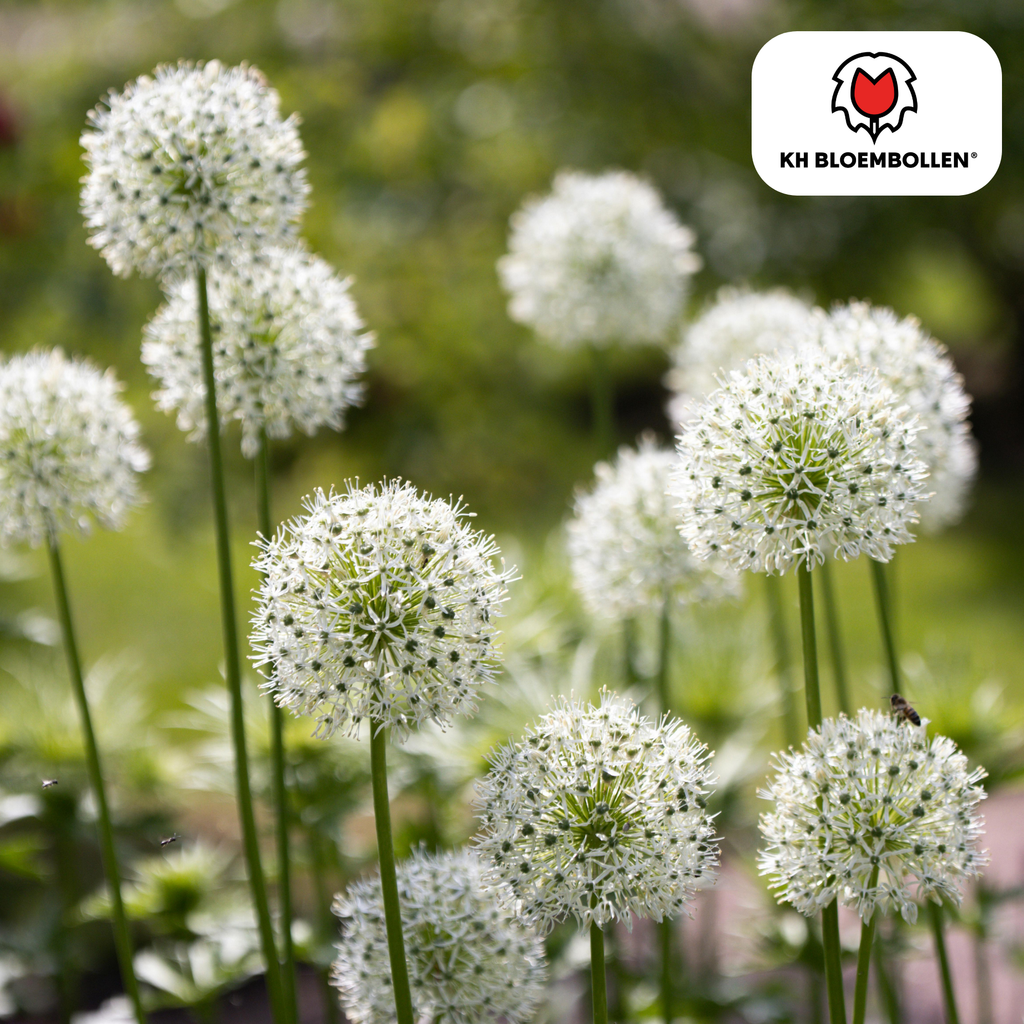 Sierui 'White Giant' – 5 blomsterløg
