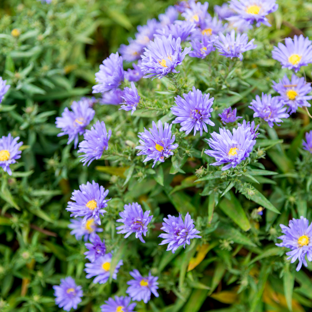 Aster frikartii 'Monch' – 6 plants, Ø9 cm, 10–25 cm de haut – photo 8