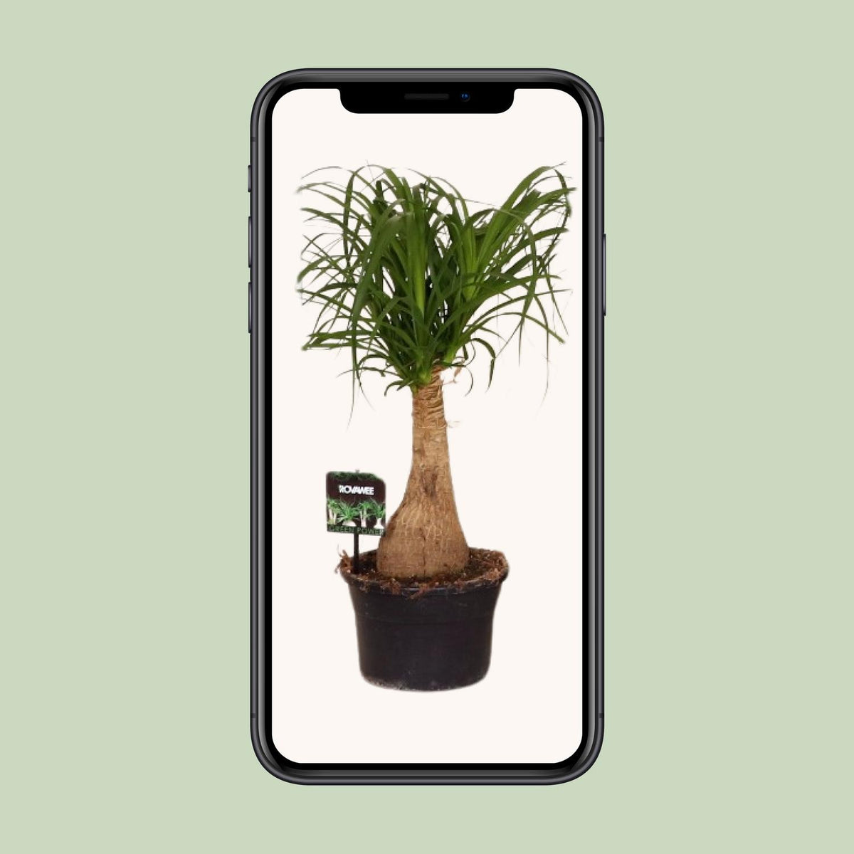 Beaucarnea Nolina (olifantspoot) – Ø19 cm, 60 cm hoog