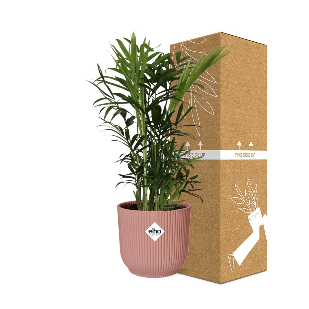 Chamaedorea elegans in ELHO Vibes Fold 14cm rosa (Bergpalme) – 40 cm hoch
