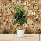 Zitrus 'Lemon' (Zitrusbäumchen) – Ø40 cm, 200 cm hoch