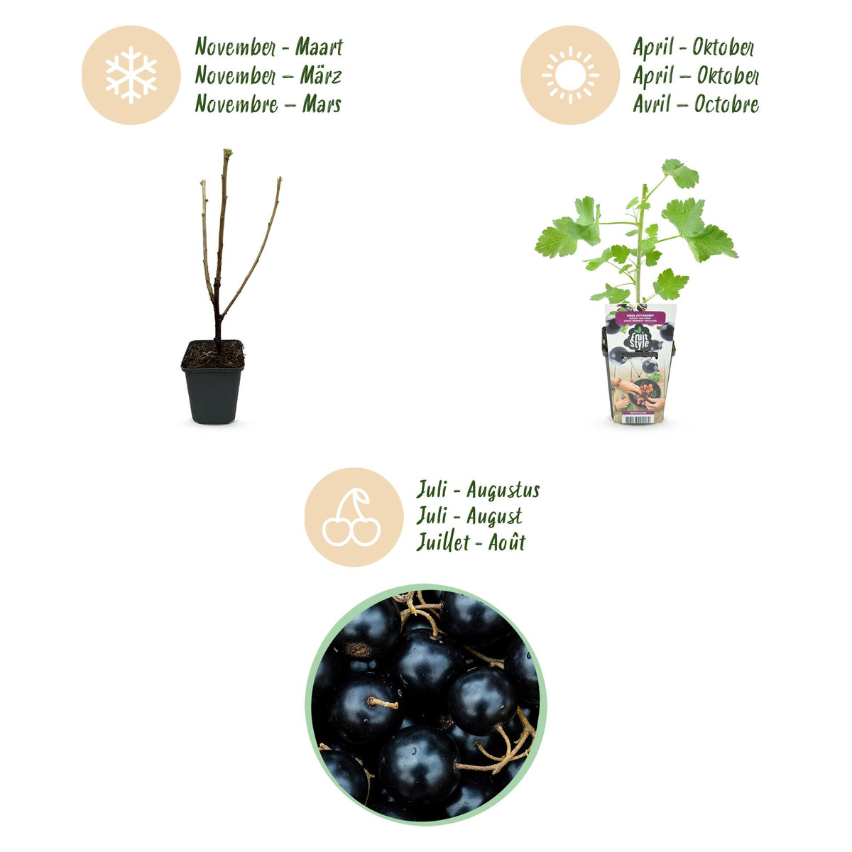 Ribes 'Jostabes' (currant bush) – 3 plants, Ø9 cm, 35 cm high – photo 9