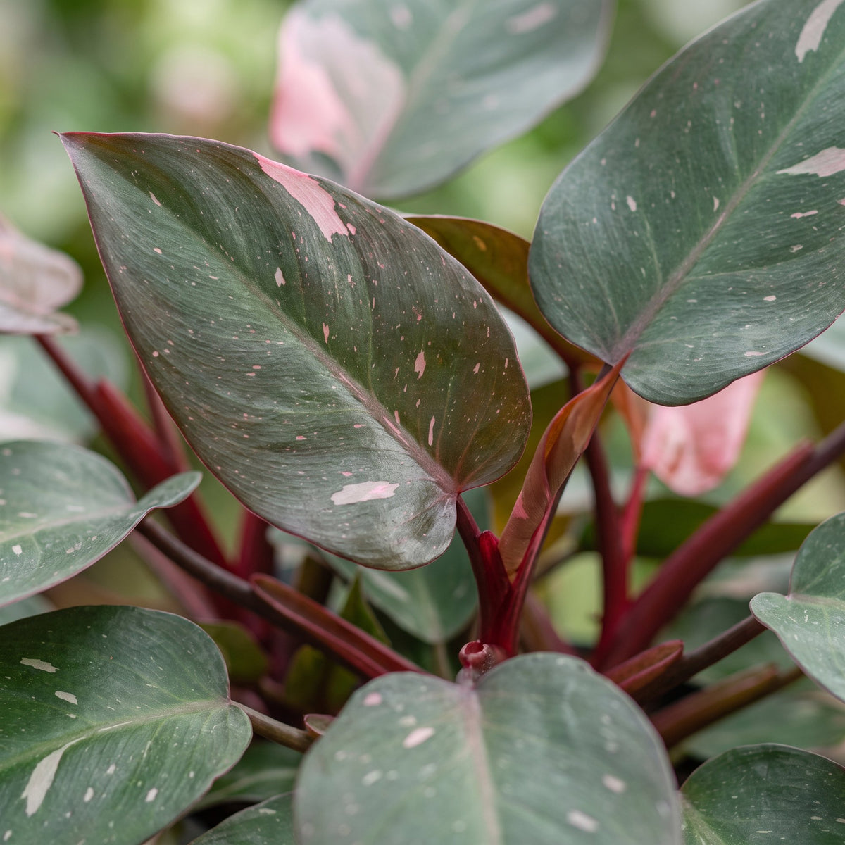 Philodendron Pink Princess – Ø6 cm, 12 cm de haut