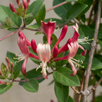 Lonicera japonica 'Red World' (japansk kaprifol) – rödrosa – 2 plantor, Ø 9 cm, 35 cm hög