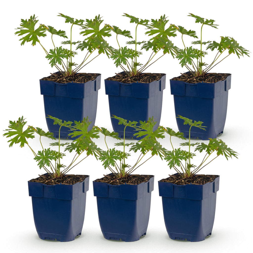 Geranium 'Tricolour' (Storchschnabel) – violett-rosa-weiß – 6 Pflanzen, Ø 11 cm, 15–25 cm hoch