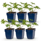 Geranium 'Tricolour' (Storchschnabel) – violett-rosa-weiß – 6 Pflanzen, Ø 11 cm, 15–25 cm hoch