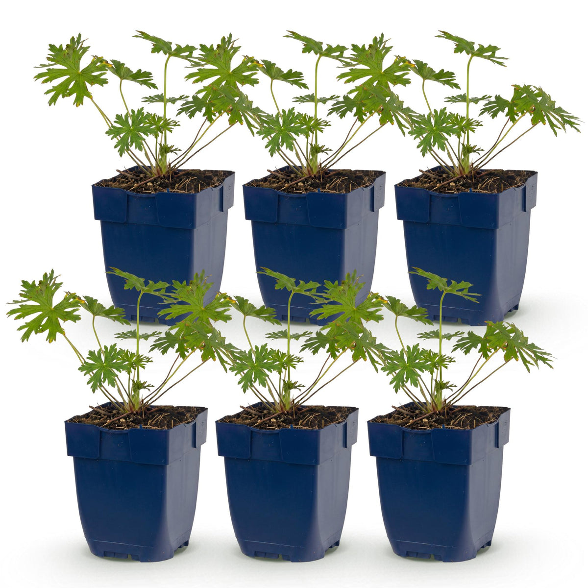 Geranium 'Tricolour' (Storchschnabel) – violett-rosa-weiß – 6 Pflanzen, Ø 11 cm, 15–25 cm hoch