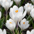 Weiße Krokus – 60 Blumenzwiebeln (Zwiebelgröße 7/8)