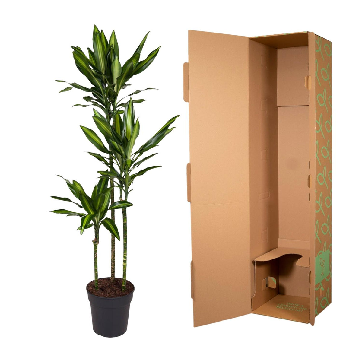 Dracaena Cintho (Drachenbaum) – Ø 24 cm, 160 cm hoch
