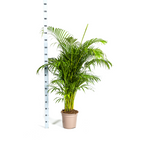 Dypsis Areca lutescens (goudpalm) – Ø27 cm, 150–170 cm hoog