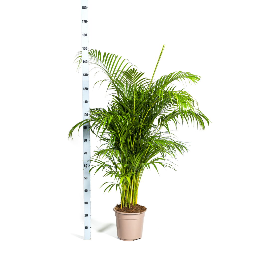 Dypsis Areca lutescens (goudpalm) – Ø27 cm, 150–170 cm hoog