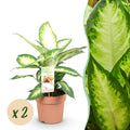 2× Dieffenbachia – Ø17 cm, 45–50 cm hoch
