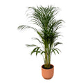 Areca palm (Dypsis) in Vibes Fold Round-sierpot roze – Ø21 cm, 110 cm hoog