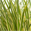 Acorus gramineus 'Argenteostriatus' (sweet flag) – 3 plants, Ø14 cm, 30 cm high