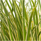 Acorus gramineus 'Argenteostriatus' (sweet flag) – 3 plants, Ø14 cm, 30 cm high