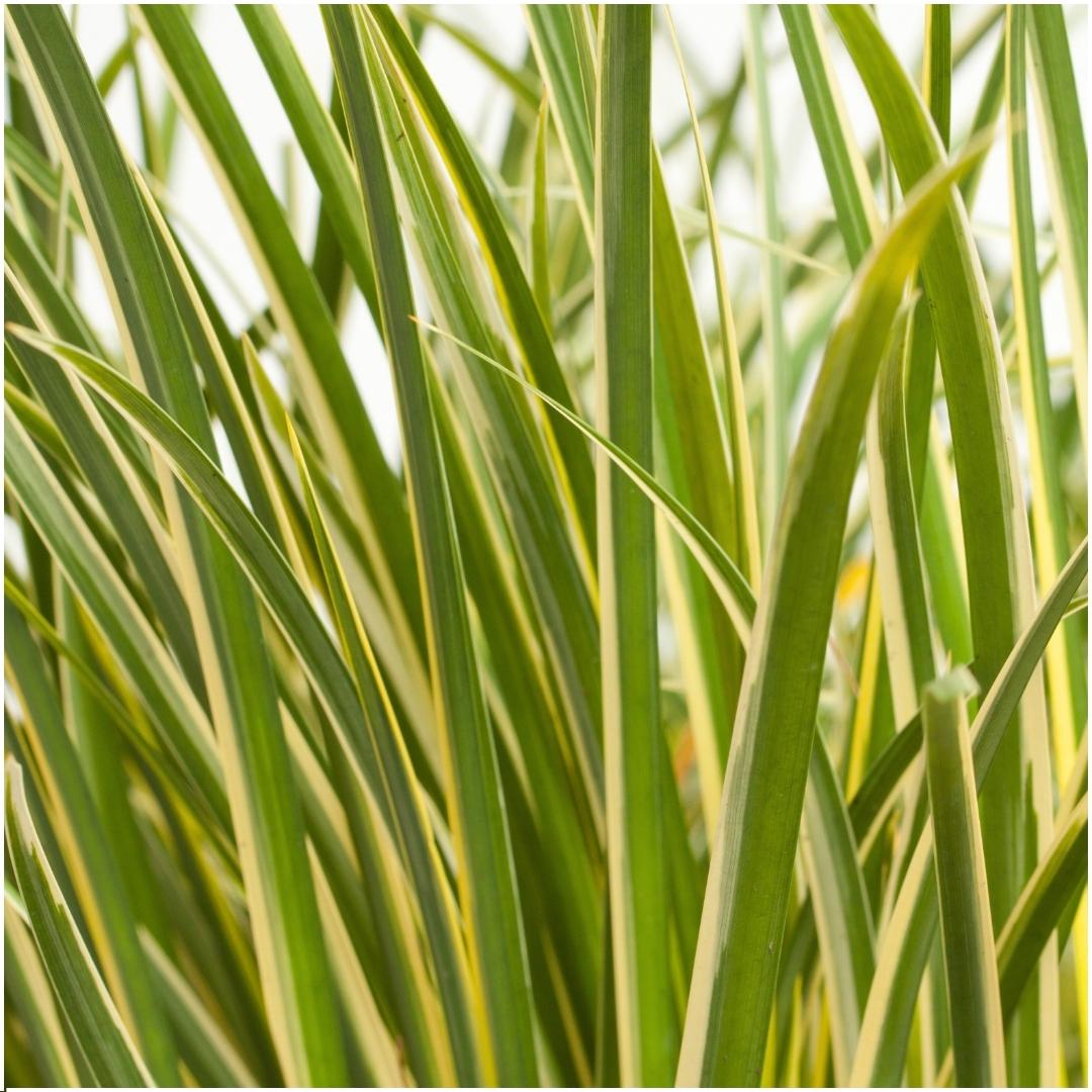 Acorus gramineus 'Argenteostriatus' (sweet flag) – 3 plants, Ø14 cm, 30 cm high – photo 2