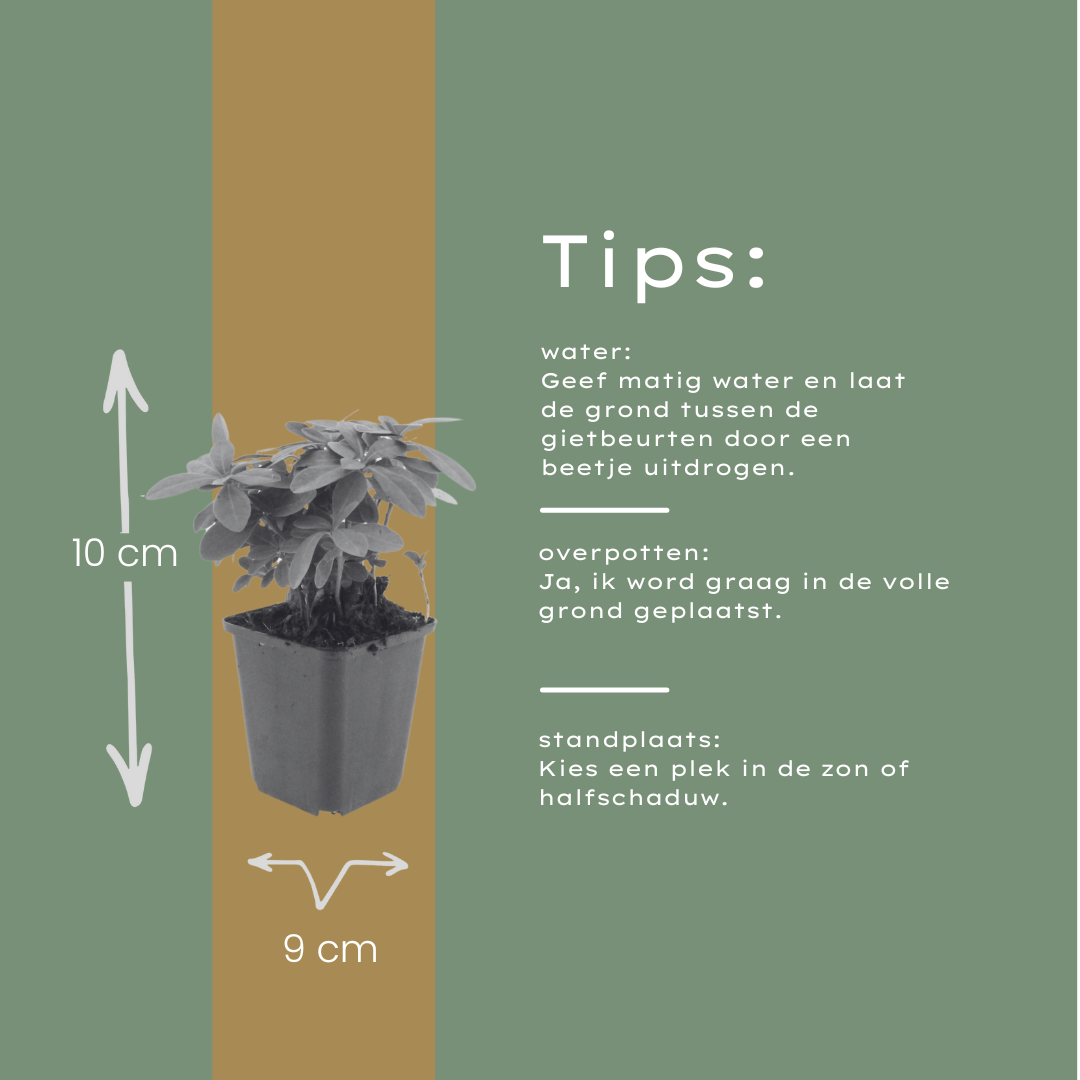 Euphorbia amygdal. 'Robbiae' (asclépiade) – 12 plantes, Ø9 cm, 10–25 cm de haut – photo 6