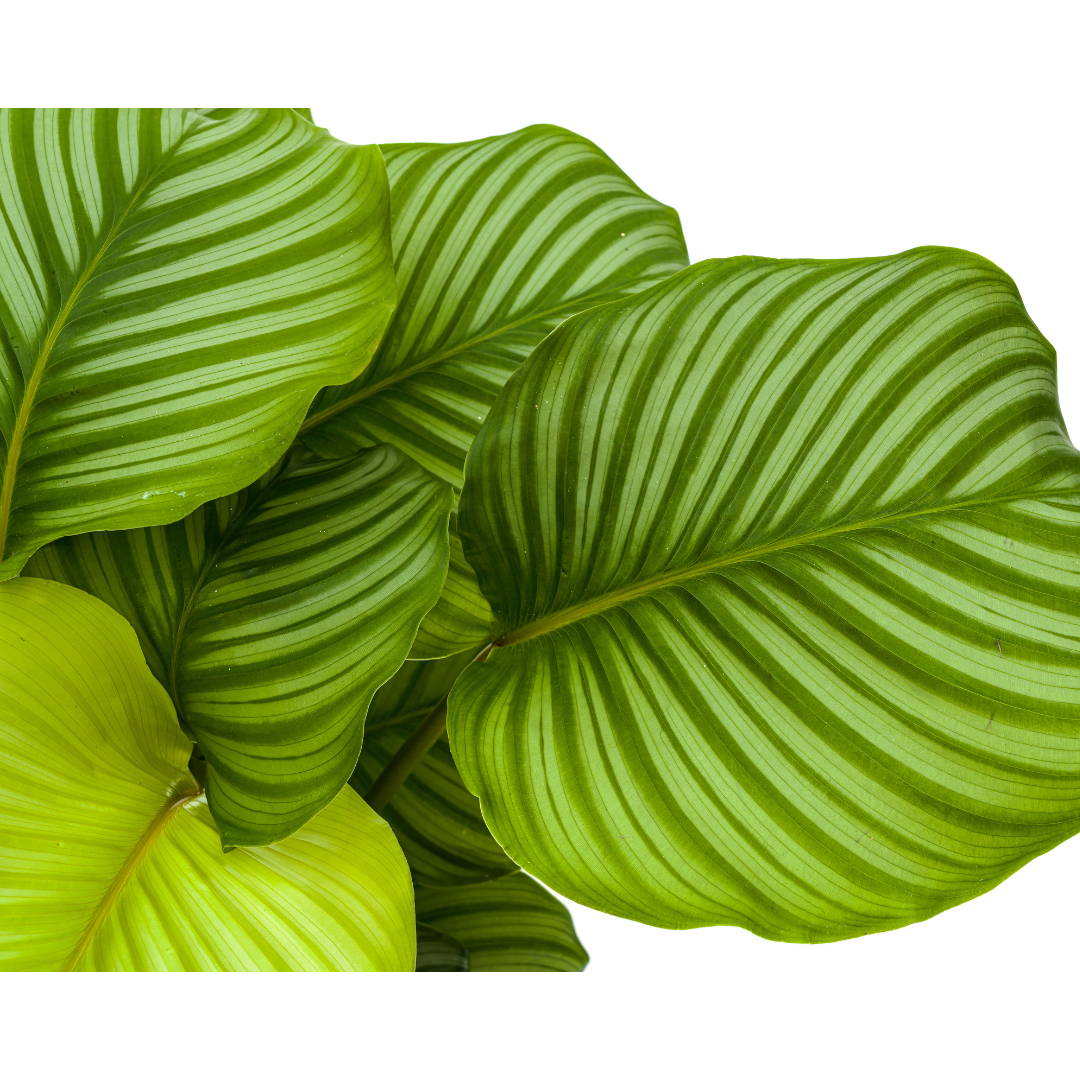 Calathea orbifolia – Ø27 cm, 70–90 cm høj