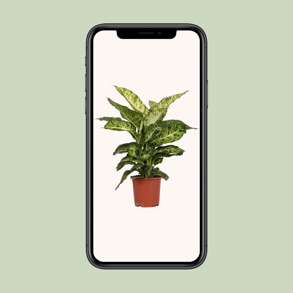 Dieffenbachia Mars – Ø17 cm, 50 cm hoog