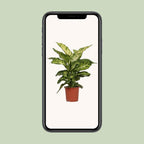 Dieffenbachia Mars – Ø17 cm, 50 cm hoog