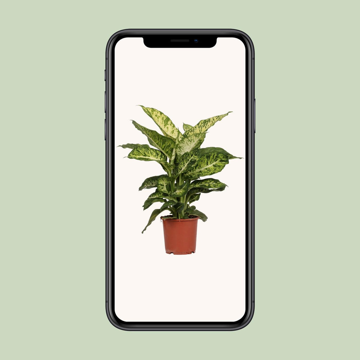 Dieffenbachia Mars – Ø17 cm, 50 cm hoog