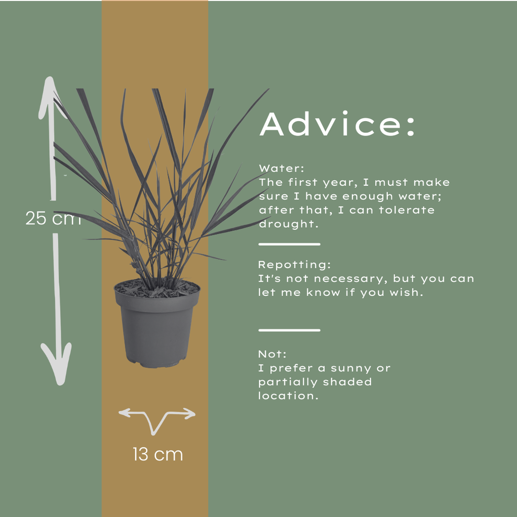 Panicum virgatum 'Rotstrahlbusch' (graminée aux couleurs automnales chaudes) – 3 plants, Ø12 cm – photo 8