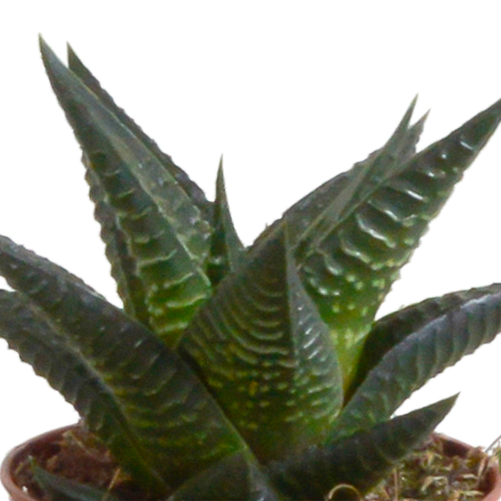 Mélange Gasteria/Haworthia en pot en terre cuite – Ø6 cm, 13 cm de haut