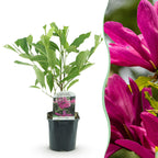 Magnolie 'Susan' (dunkelrosa Blüten) – Ø 17 cm, 45 cm hoch