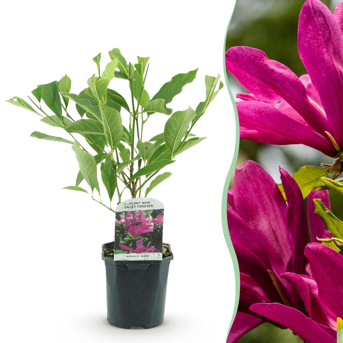 Magnolie 'Susan' (dunkelrosa Blüten) – Ø 17 cm, 45 cm hoch