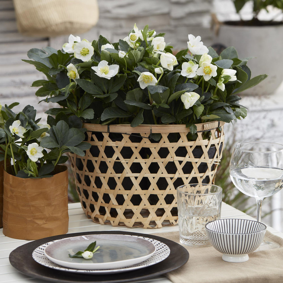 Helleborus 'Christmas Carol' (witte bloem) – 4 planten, Ø11 cm, 25 cm hoog – foto 5