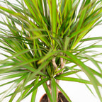 Dracaena (drakträd) – Ø21 cm, 70 cm hög