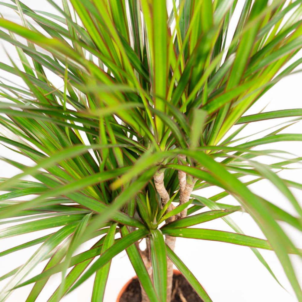 Dracaena (Drachenbaum) – Ø 21 cm, 70 cm hoch