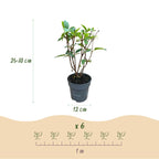 Hydrangea panniculata 'Living Pink & Rose' (pluimhortensia) – roze – 3 planten, Ø12 cm, 20–30 cm hoog