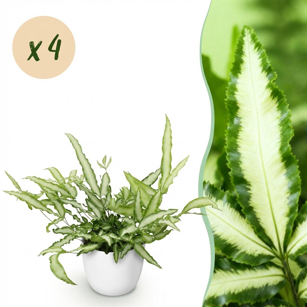 4× Pteris cretica Albolineata (Pteris-Farn) im weißen Tontopf – Ø 12 cm, 20 cm hoch