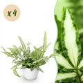 4× Pteris cretica Albolineata (Pteris-Farn) im weißen Tontopf – Ø 12 cm, 20 cm hoch